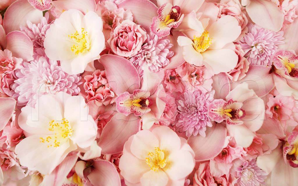 Фотообои Полевые цветы нежно розовые и желтые